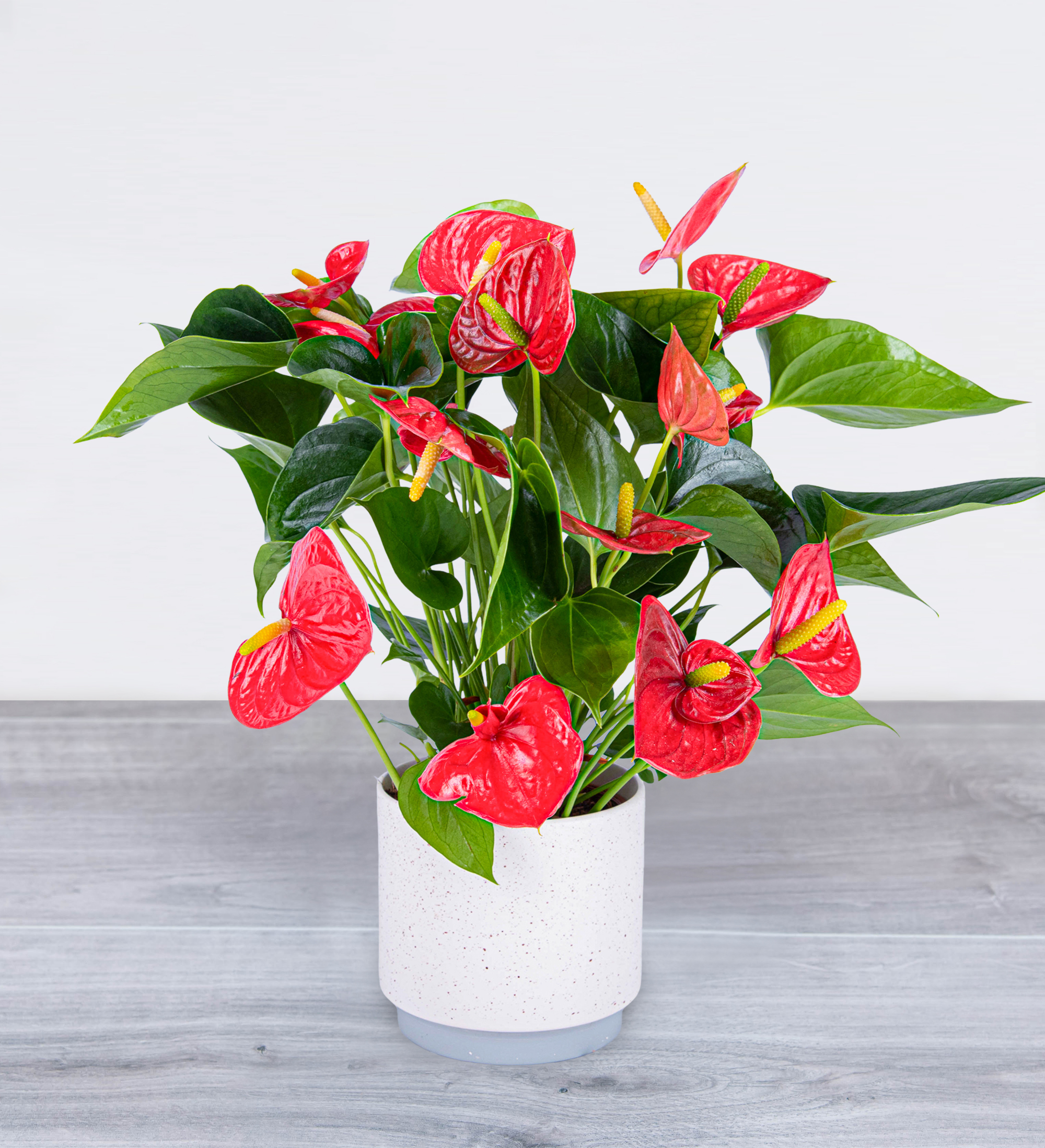 Lovely Anthurium Prestige Flowers