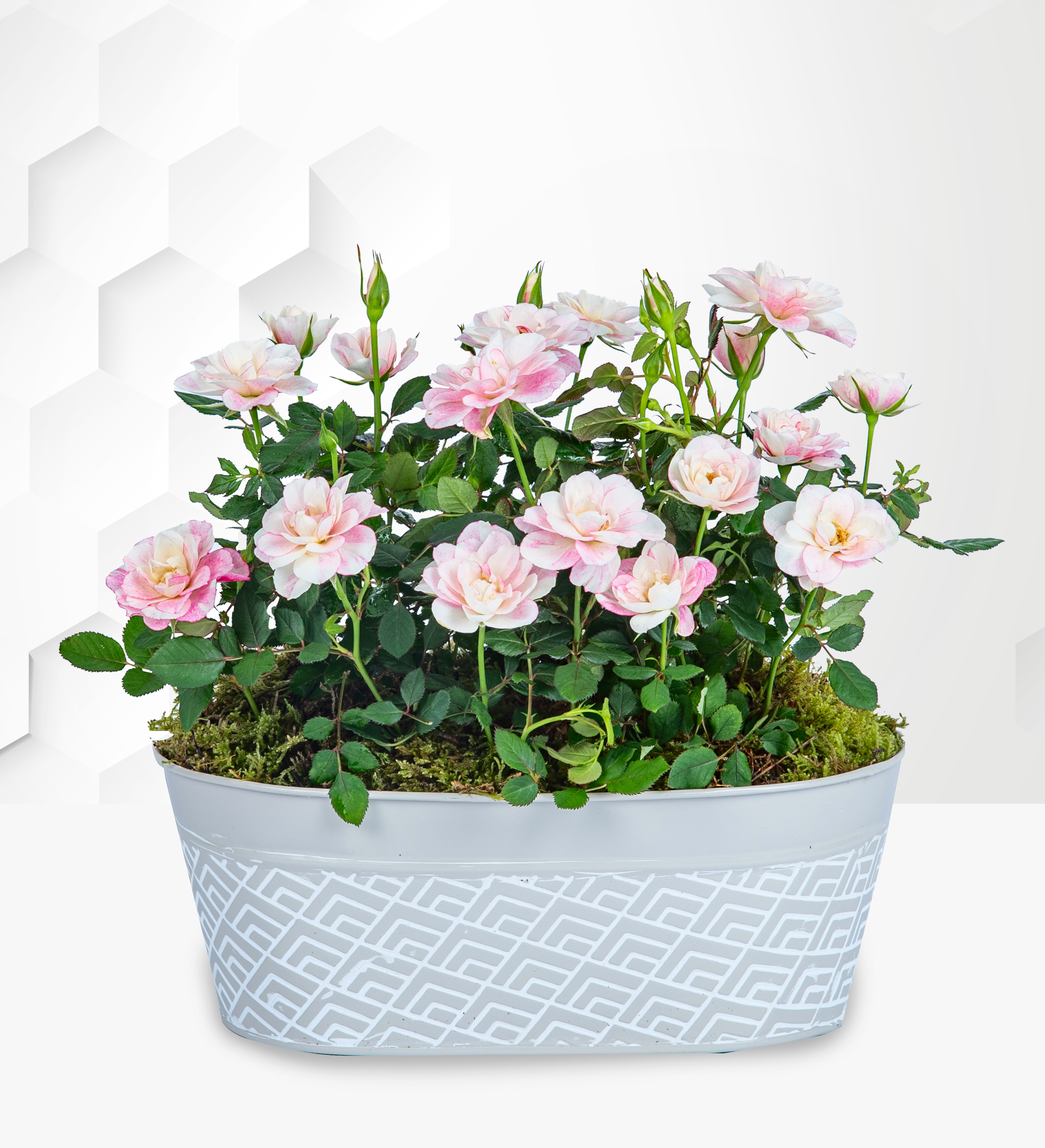 Delightful Rose Duo Prestige Flowers