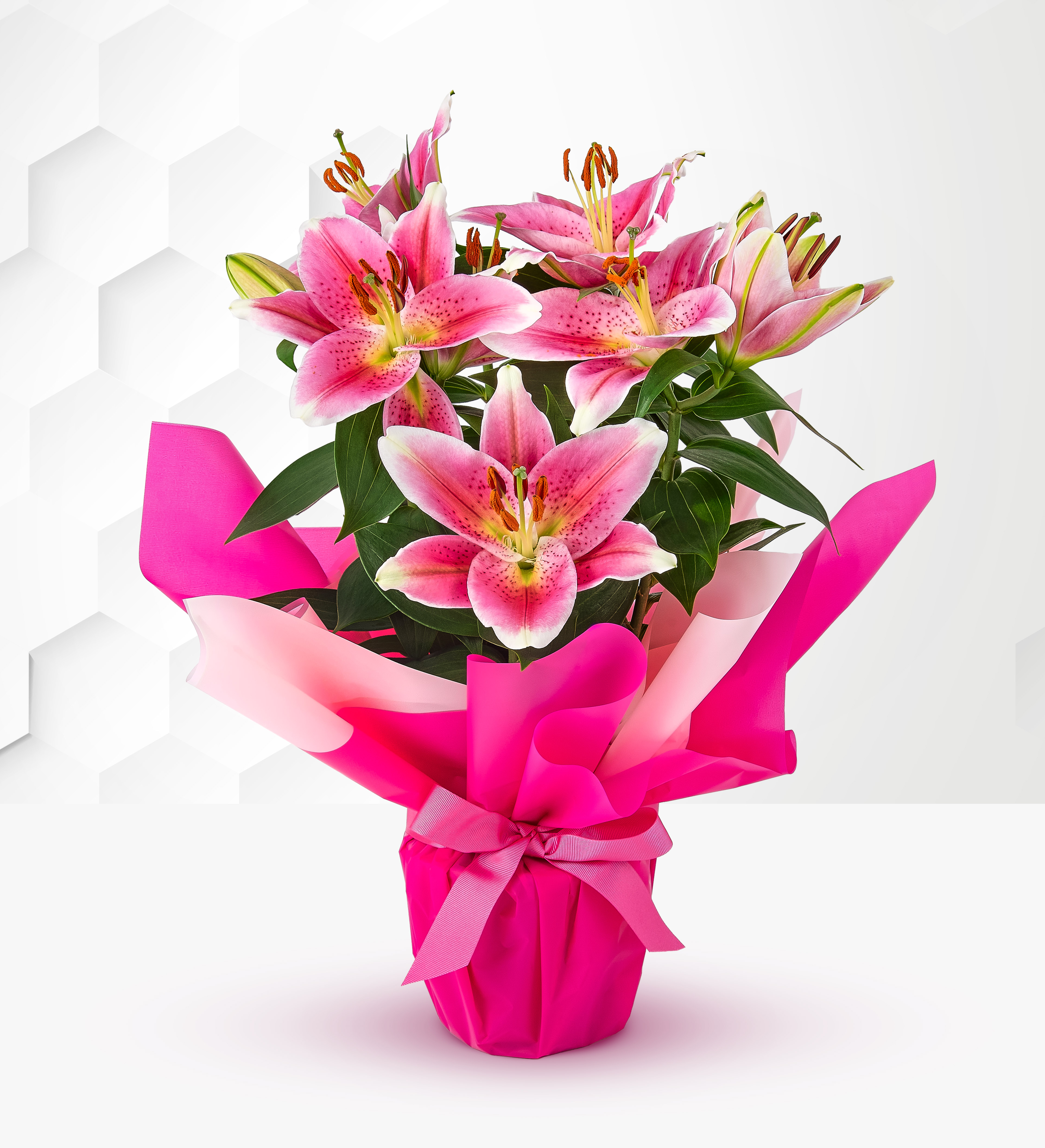 Oriental Lily Prestige Flowers