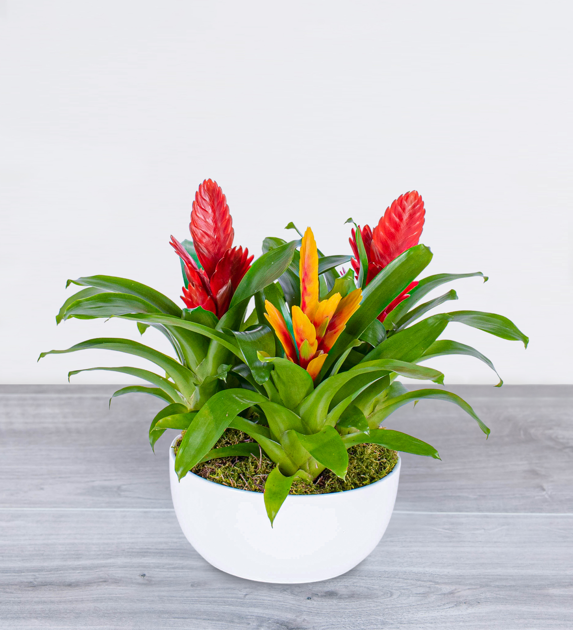 Beautiful Bromeliad Prestige Flowers